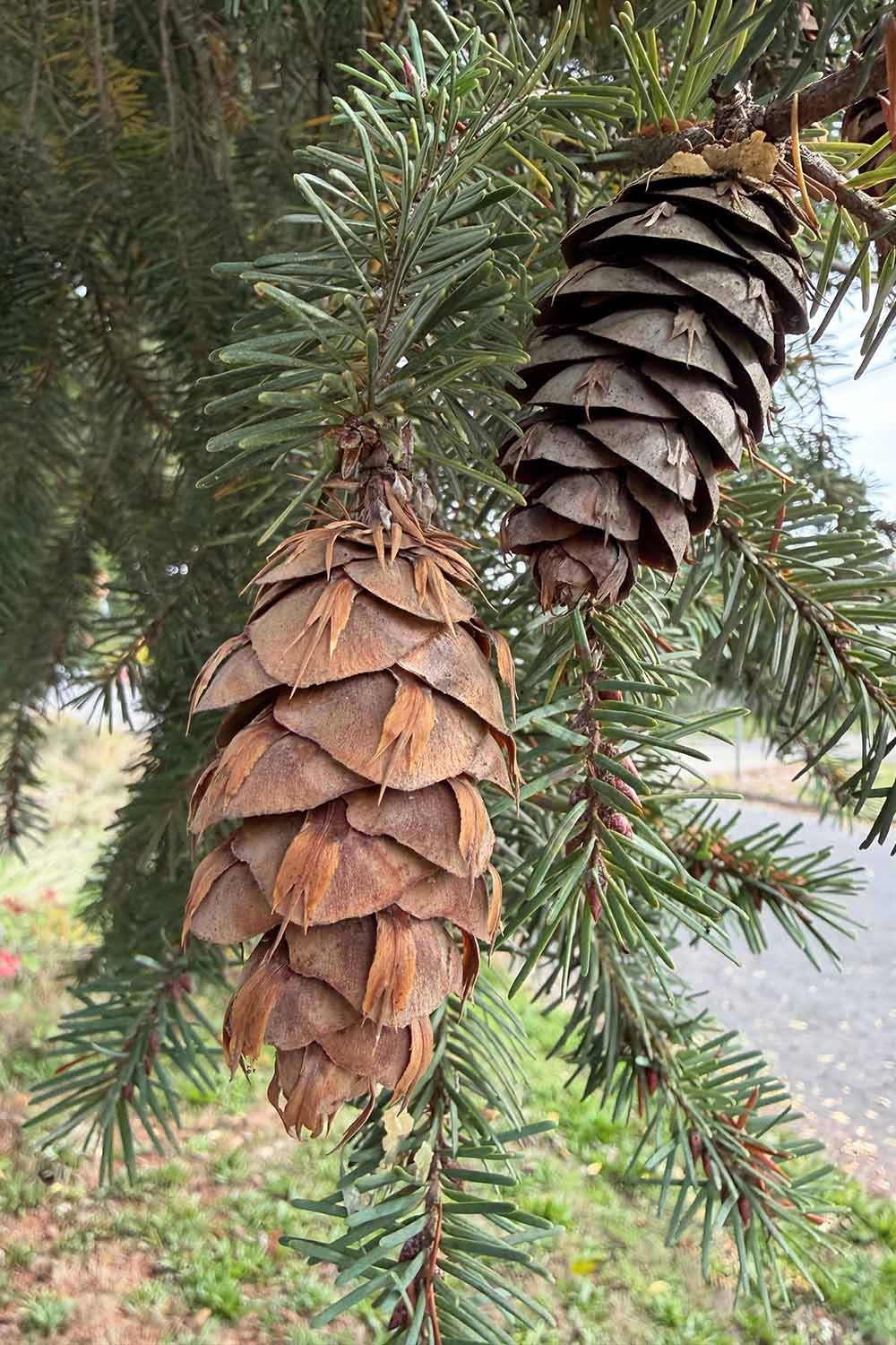 A vertical image of two Douglas fir tree cones hanging from the branches.