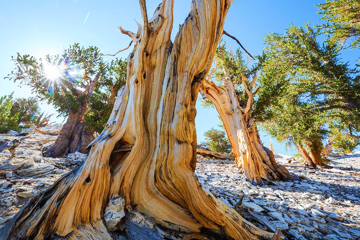 A horizontal image of ancient bristlecone pines growing wild in California.