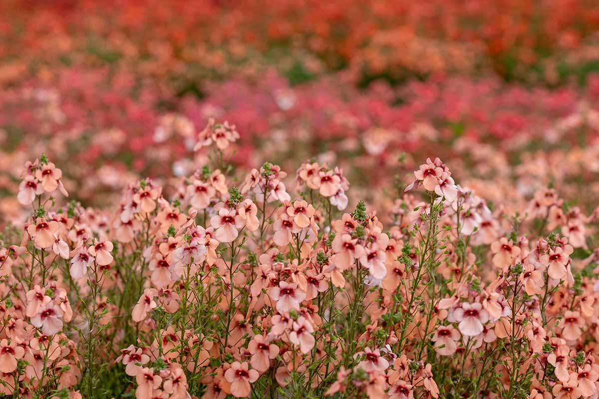 A horizontal image of apricot colored diascia growing in the landscape pictured on a soft focus background.