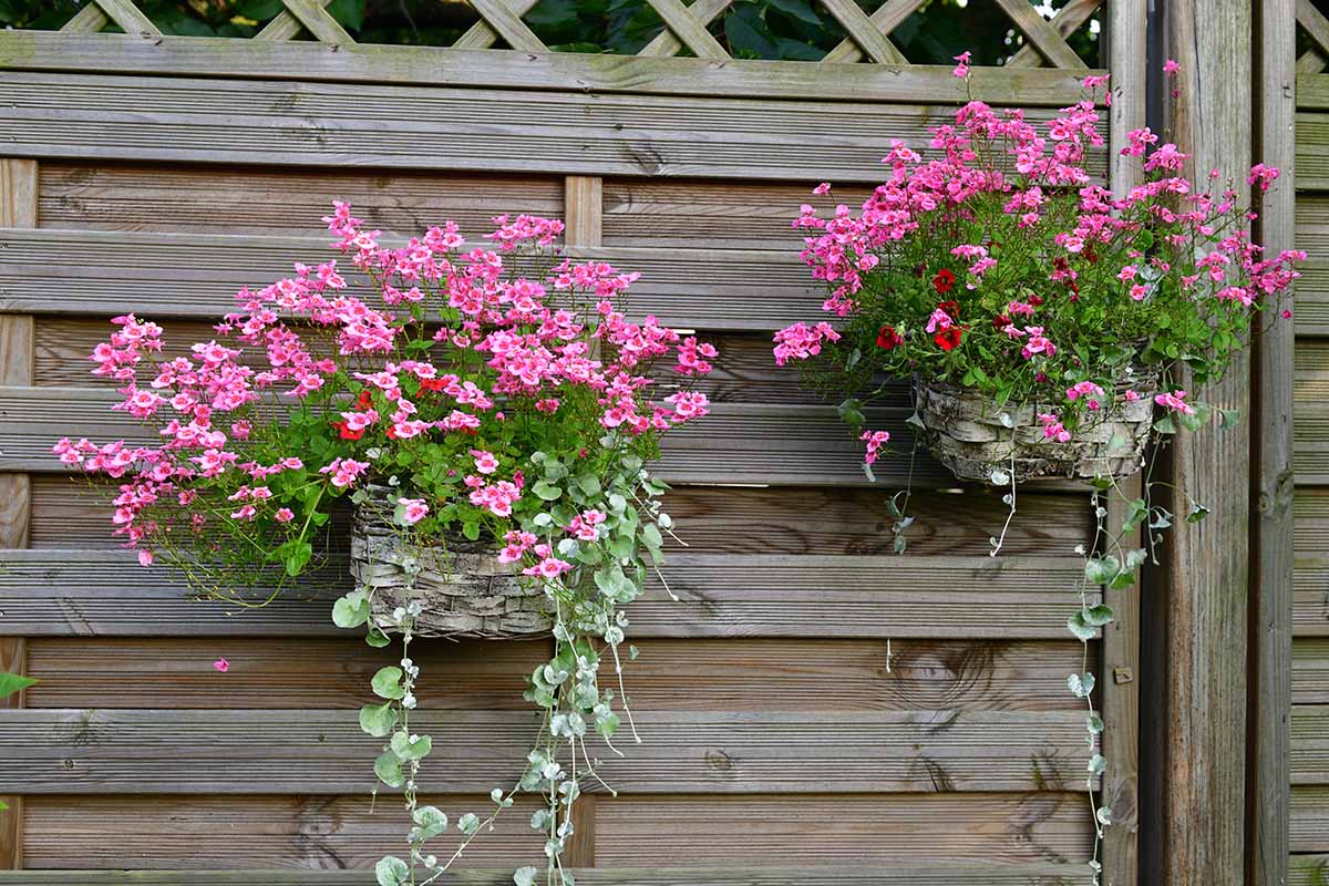 A close up horizontal image of pink diascia growing in hanging baskets on a wooden fence.