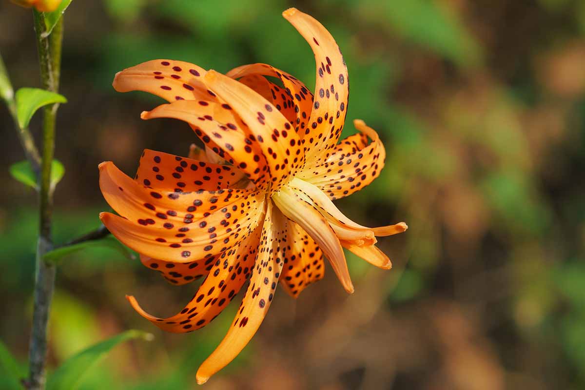 A close up horizontal image of Lilium lancifolium 'Flore Pleno' pictured on a soft focus background.