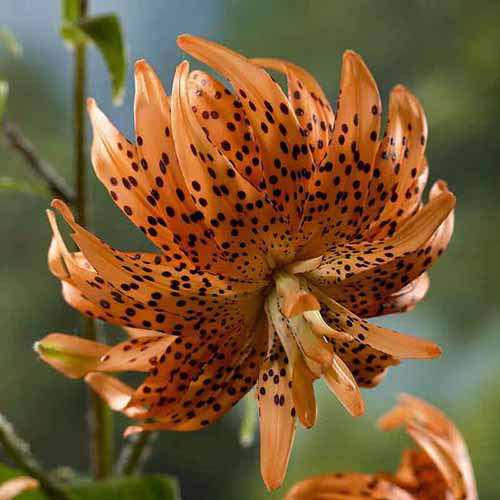 A close up square image of a ‘Flore Pleno’ tiger lily flower growing in the garden pictured on a soft focus background.