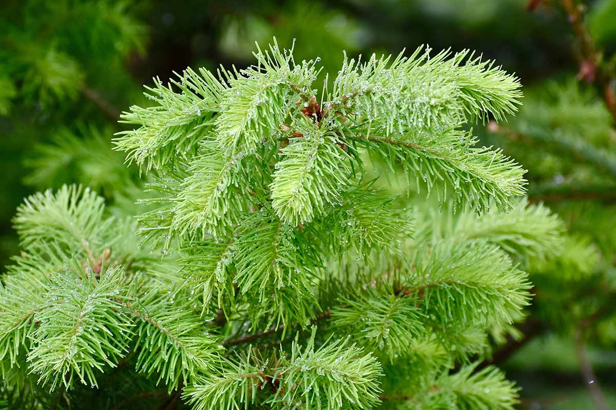 A close up horizontal image of the branches and needles of an Oregon pine.