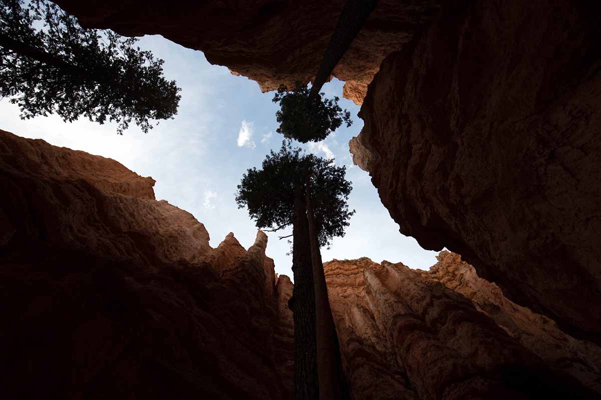 A horizontal image of a view from the bottom of Bryce Canyon to the canopy of tall trees.