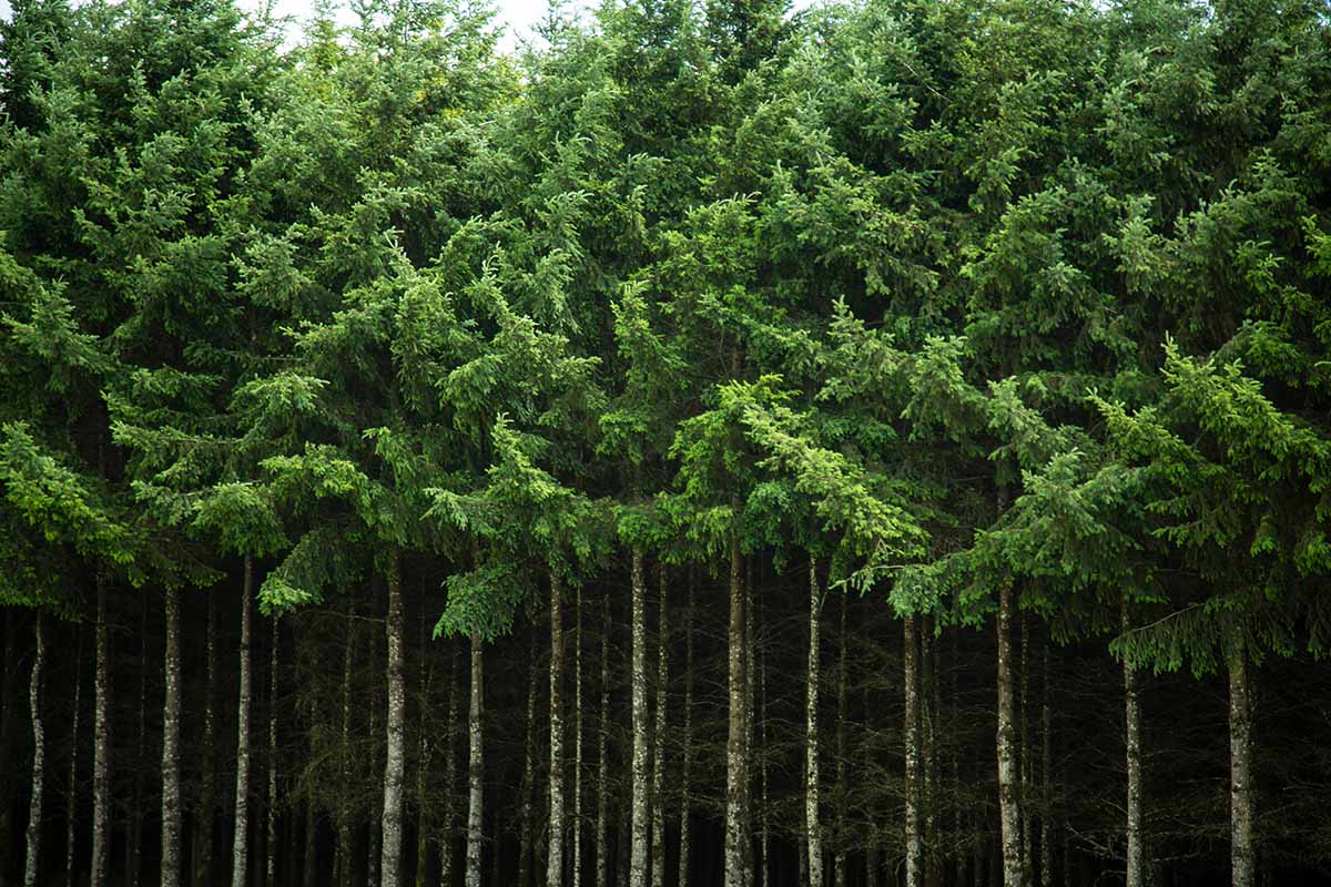 A horizontal image of a dense stand of Oregon pines growing wild.