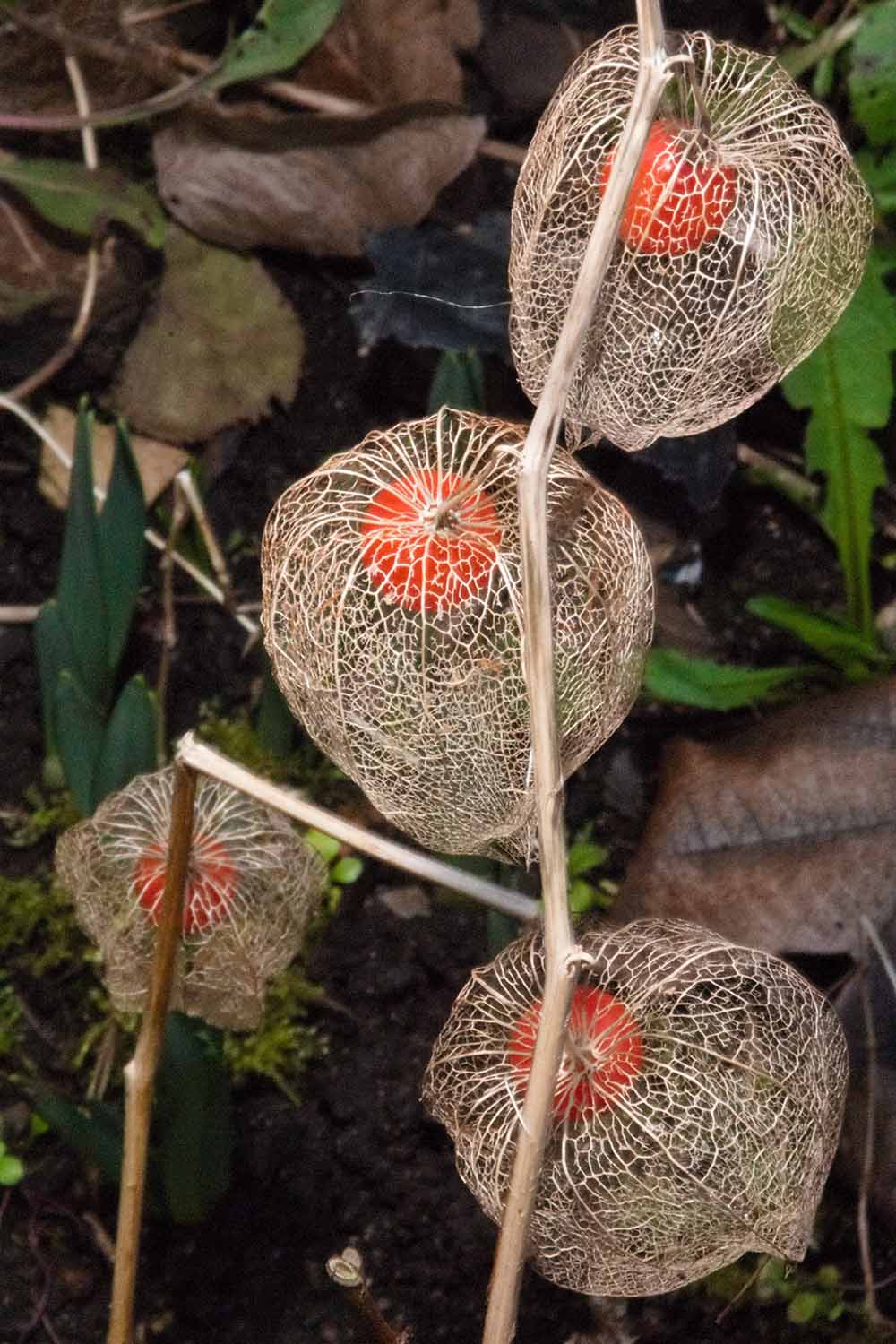 A close up vertical image of dried Chinese lantern pods with ripe fruit inside growing in the fall garden.