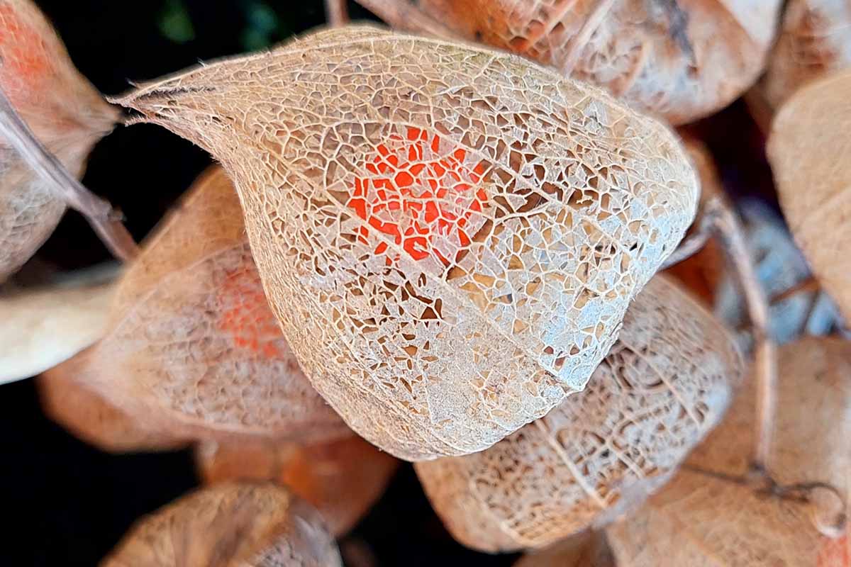 A close up horizontal image of a dried fruit and pod of a Chinese lantern (Alkekengi officinarum).