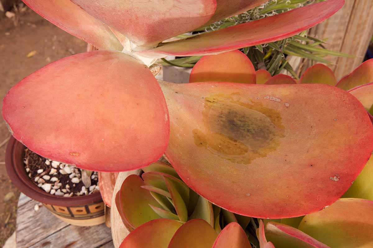 A horizontal image of a kalanchoe succulent with damaged leaves.