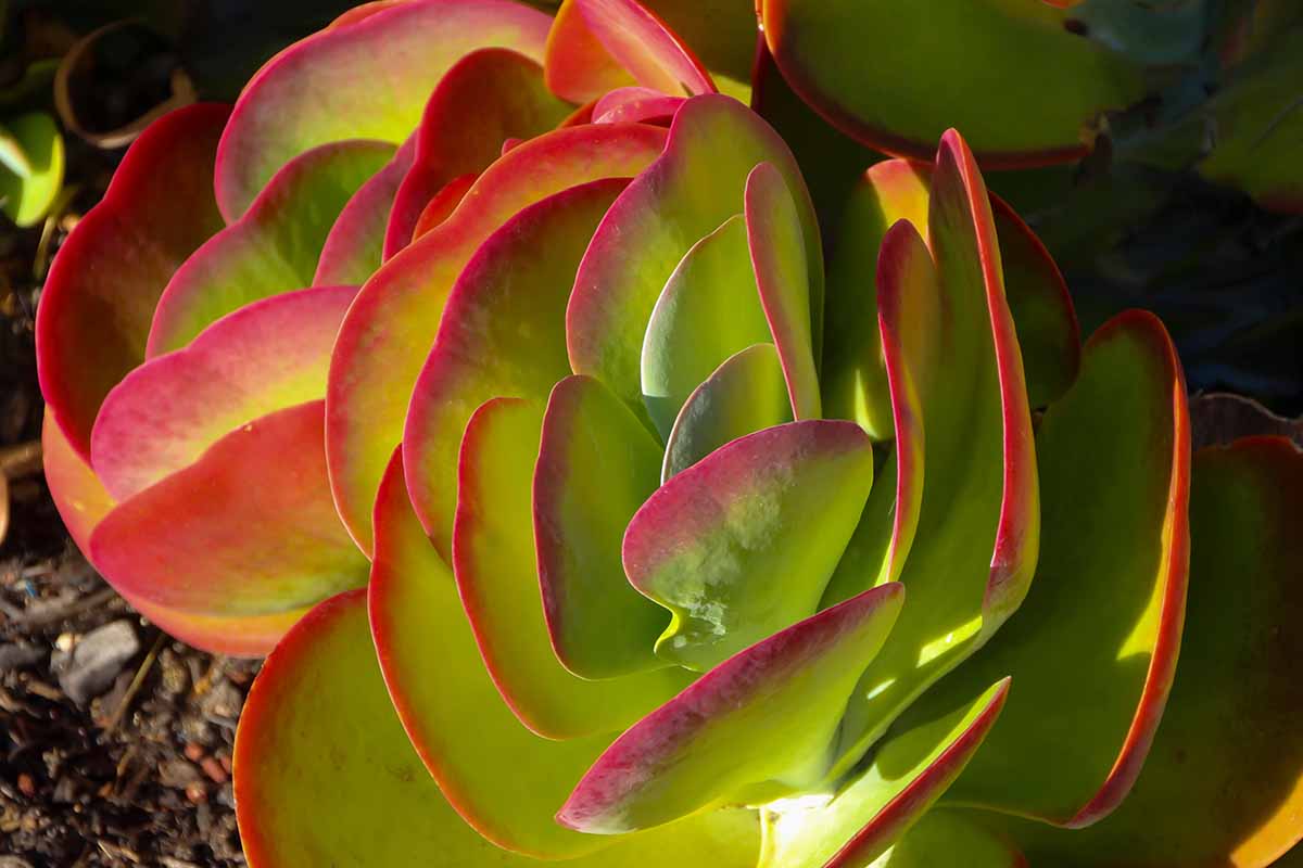 A close up horizontal image of the succulent foliage of a Kalanchoe luciae growing in the garden pictured in bright sunshine.