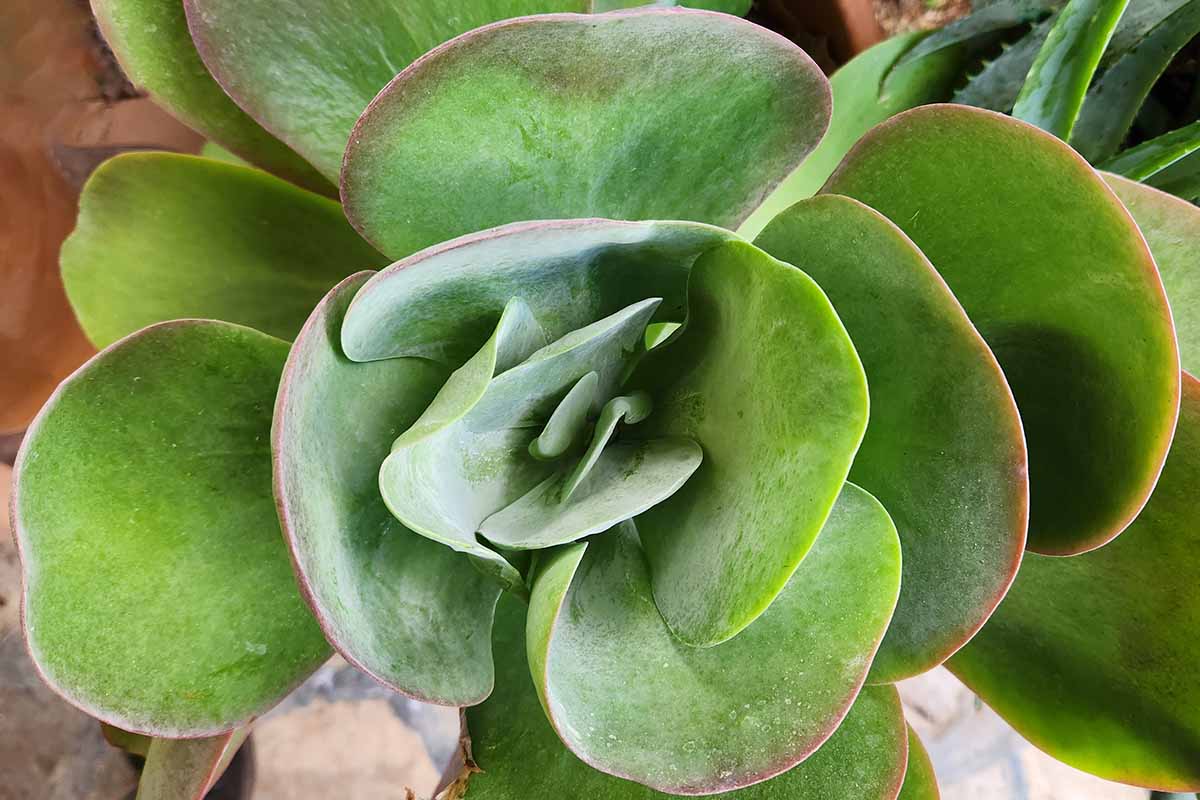 A close up horizontal image of a flapjack paddle plant (Kalanchoe luciae) growing in a pot indoors.