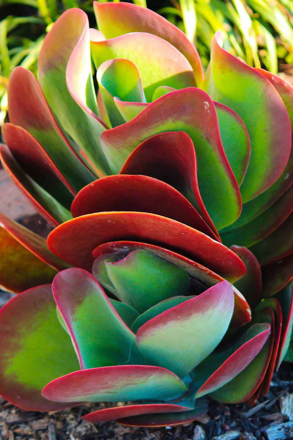 A close up vertical image of a flapjack paddle plant (Kalanchoe luciae) with green leaves tipped in bright red.