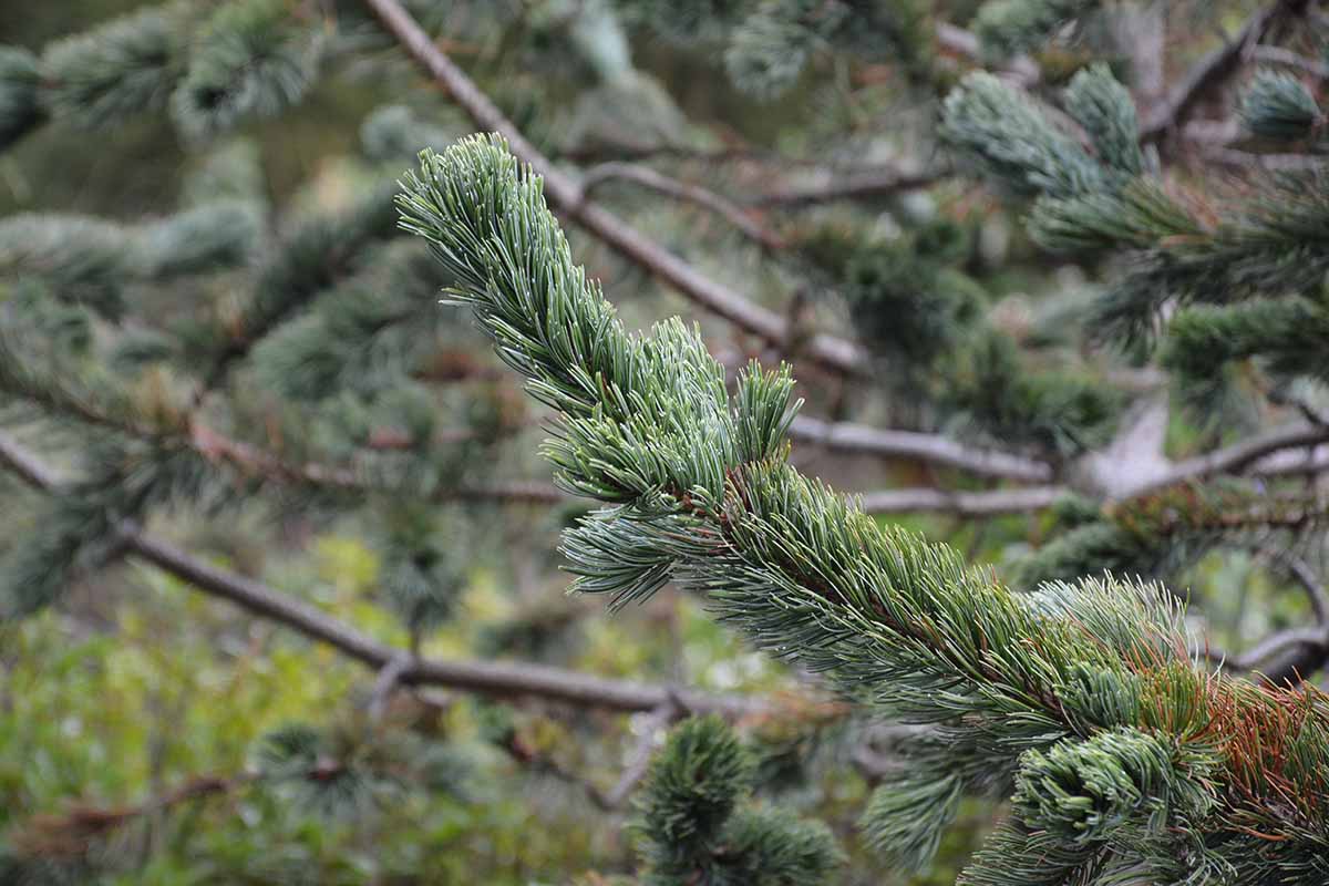 A close up horizontal image of a branch of a Pinus aristata Rocky Mountain bristlecone pine pictured on a soft focus background.