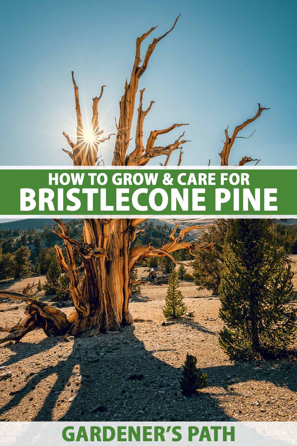 A vertical image of bristlecone pines growing wild pictured on a blue sky background with the sun shining through. To the center and bottom of the frame is green and white printed text.