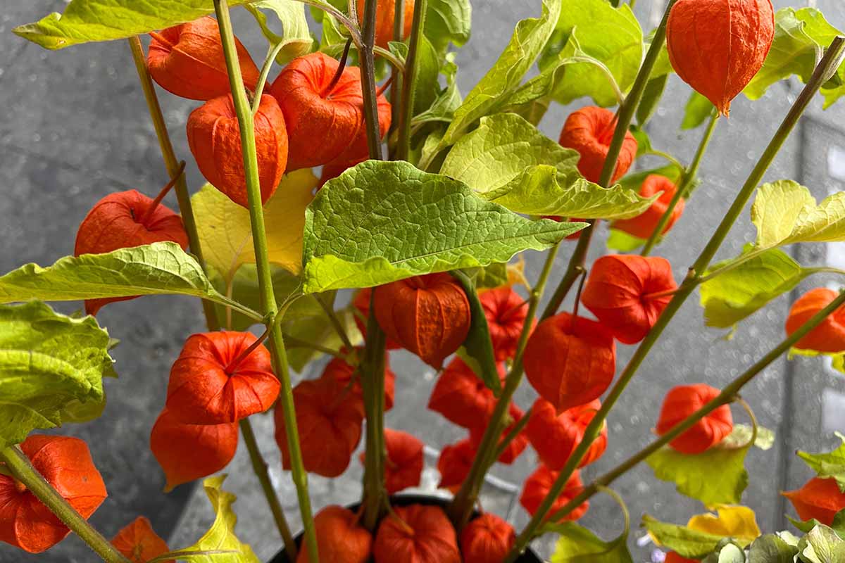 A close up horizontal image of a Chinese lantern (Alkekengi officinarum syn. Physalis alkekengi) growing in a container outdoors.
