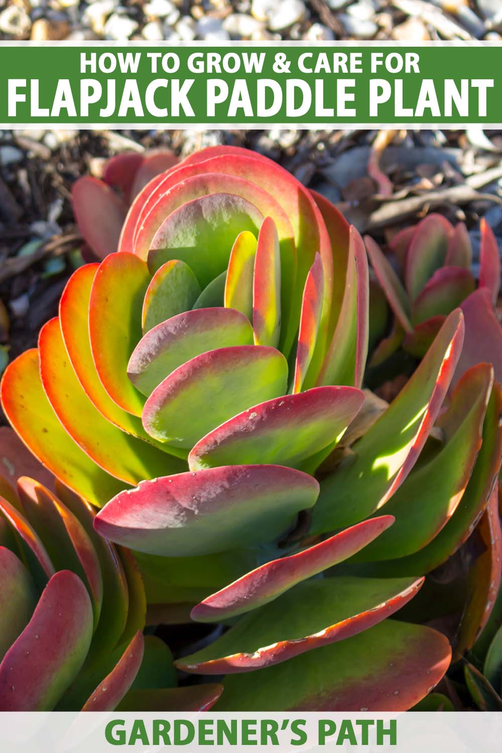 A close up vertical image of a flapjack paddle plant (Kalanchoe luciae) growing in the garden pictured in bright sunshine. To the top and bottom of the frame is green and white printed text.