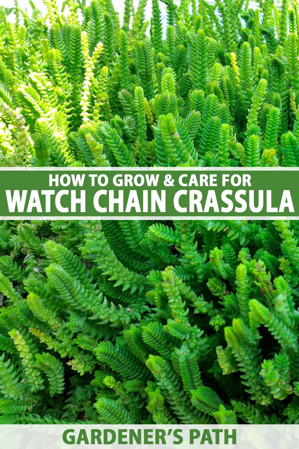 A close up vertical image of watch chain crassula (Crassula muscosa) growing outdoors pictured in light sunshine. To the center and bottom of the frame is green and white printed text.
