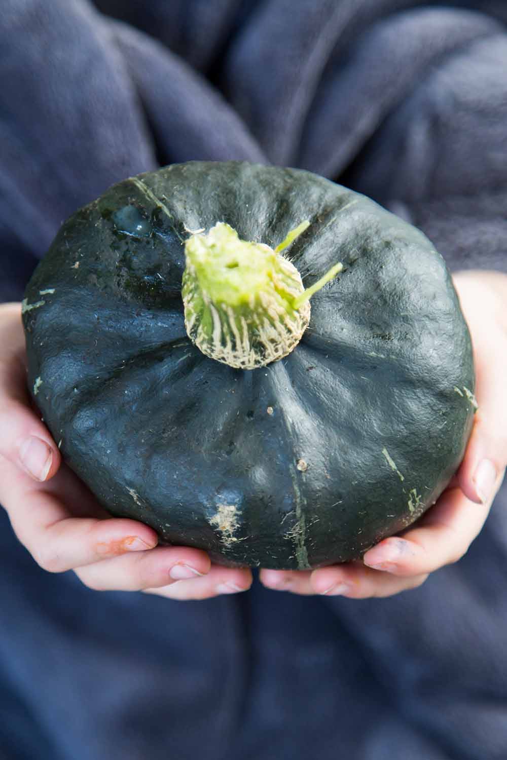 A close up vertical image of a child holding a small, freshly harvested buttercup squash fruit.
