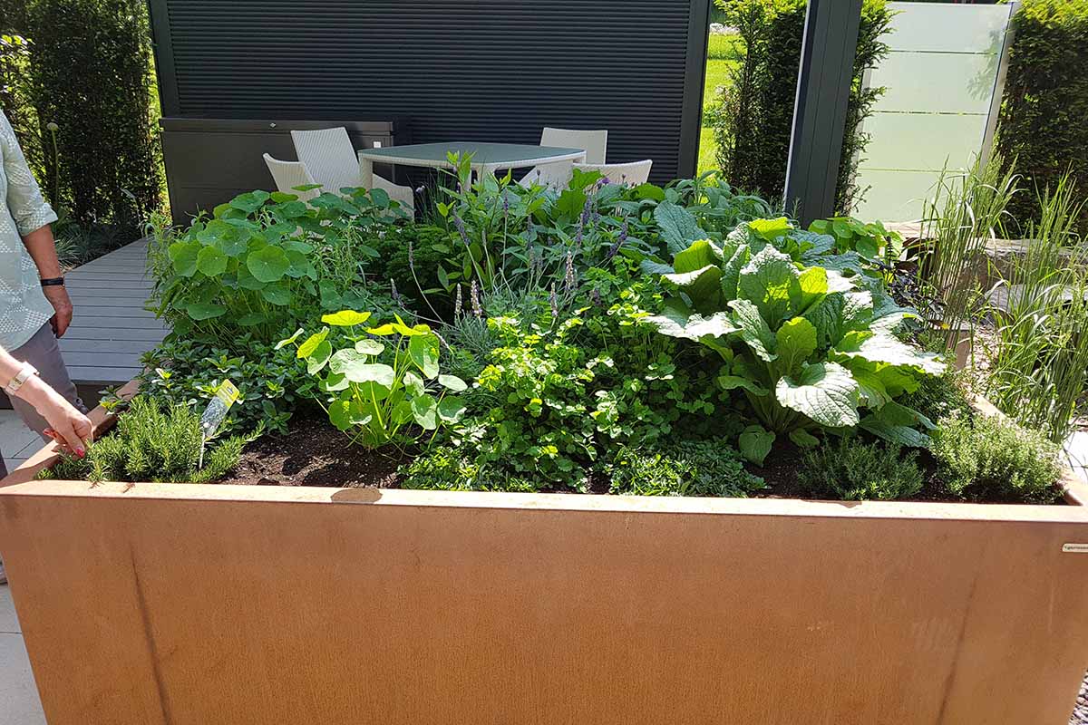 A close up horizontal image of herbs growing in a raised bed by a deck.