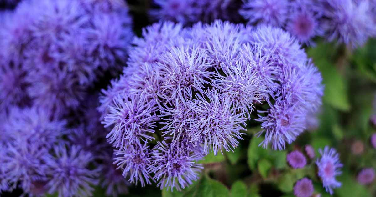 How to Grow and Care for Ageratum (Floss Flowers)