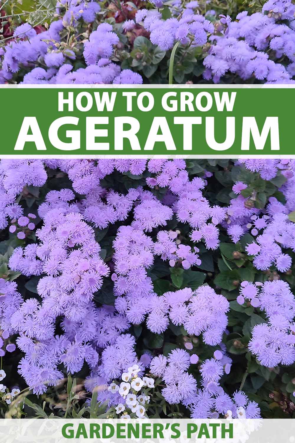 A close up vertical image of light purple ageratum (floss flowers) growing in the landscape. To the top and bottom of the frame is green and white printed text.