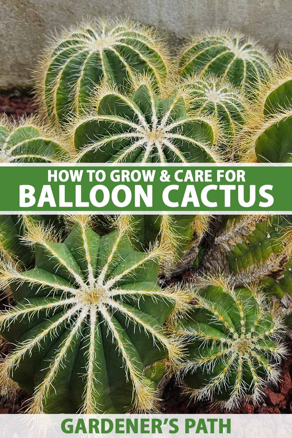 A close up vertical image of balloon cactus plants growing in a clump indoors. To the center and bottom of the frame is green and white printed text.