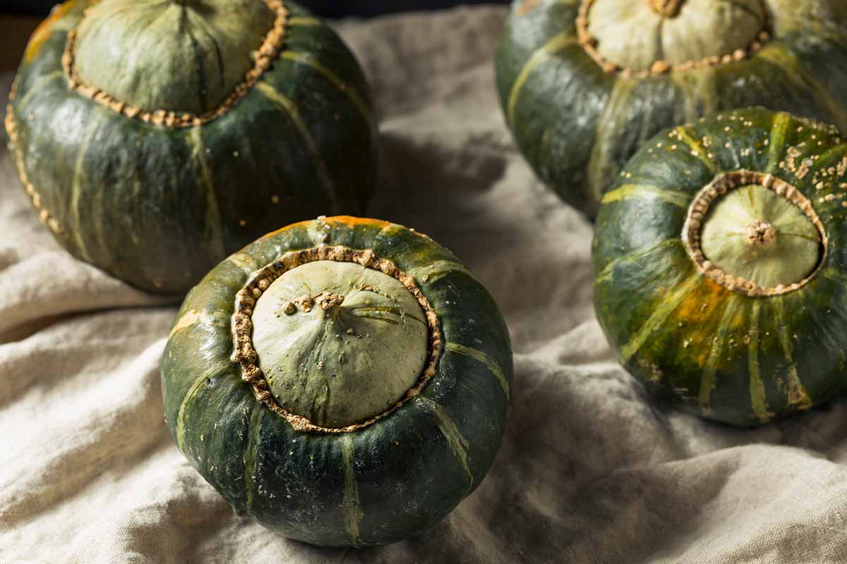 A close up horizontal image of freshly harvested buttercup squash fruits set on a fabric surface.