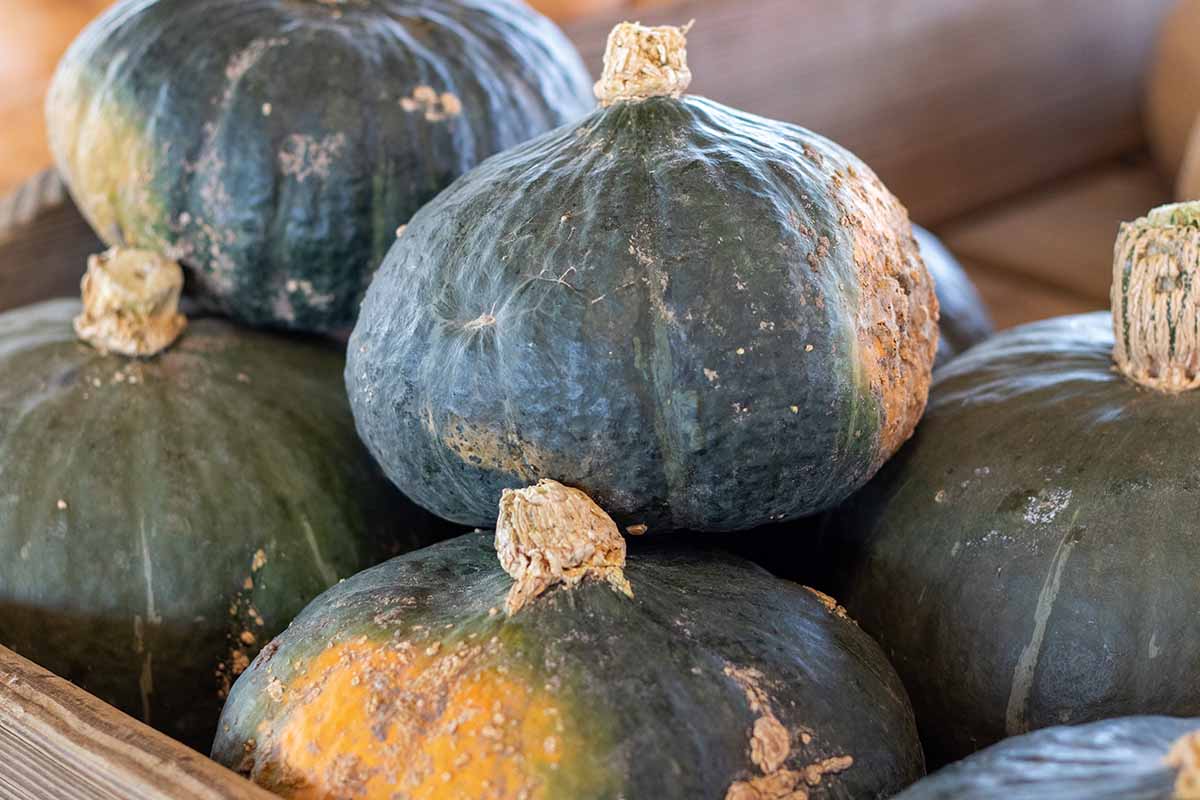 A close up horizontal image of a pile of freshly harvested buttercup squash.