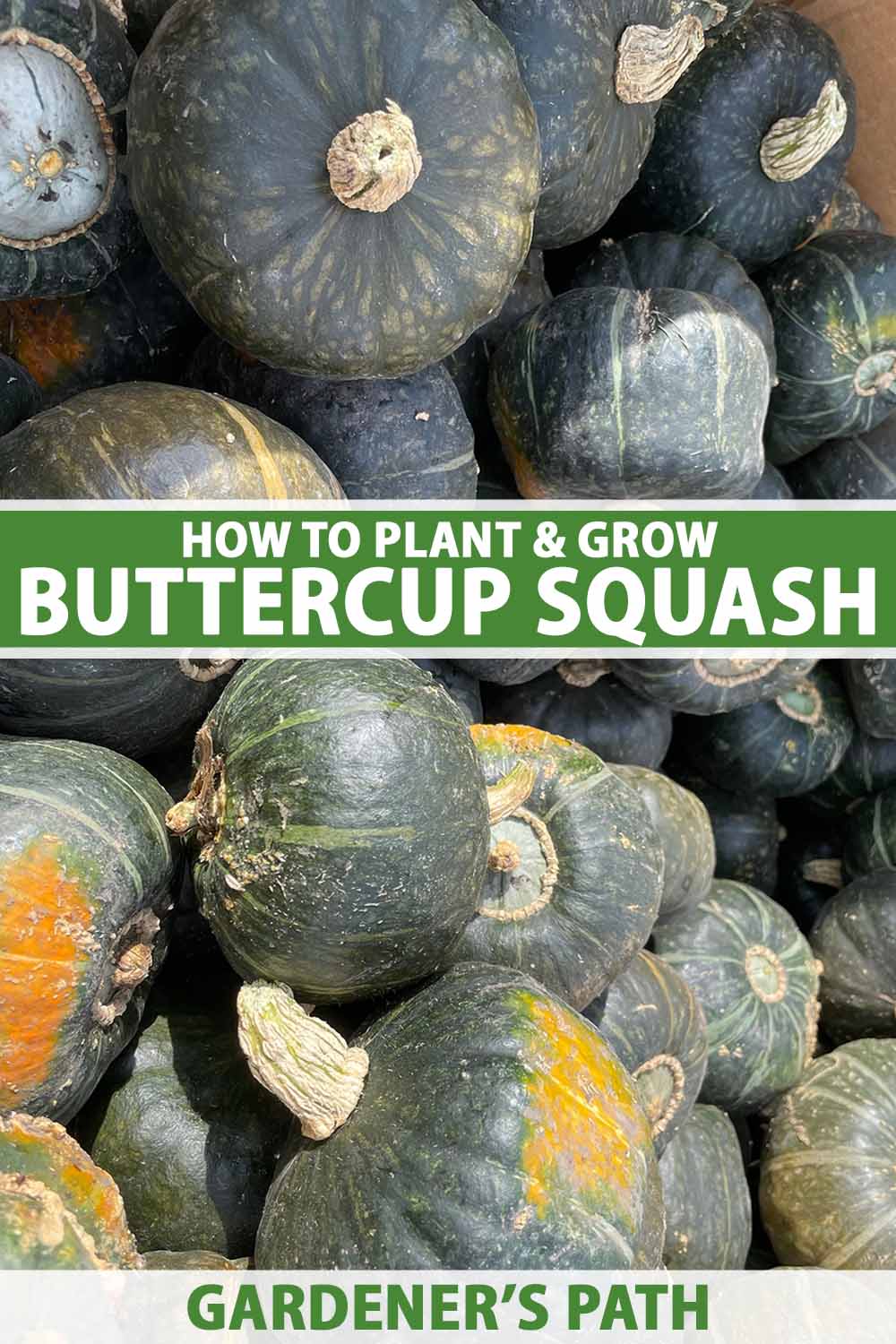 A close up vertical image of a large pile of freshly harvested buttercup squash fruits. To the center and bottom of the frame is green and white printed text.