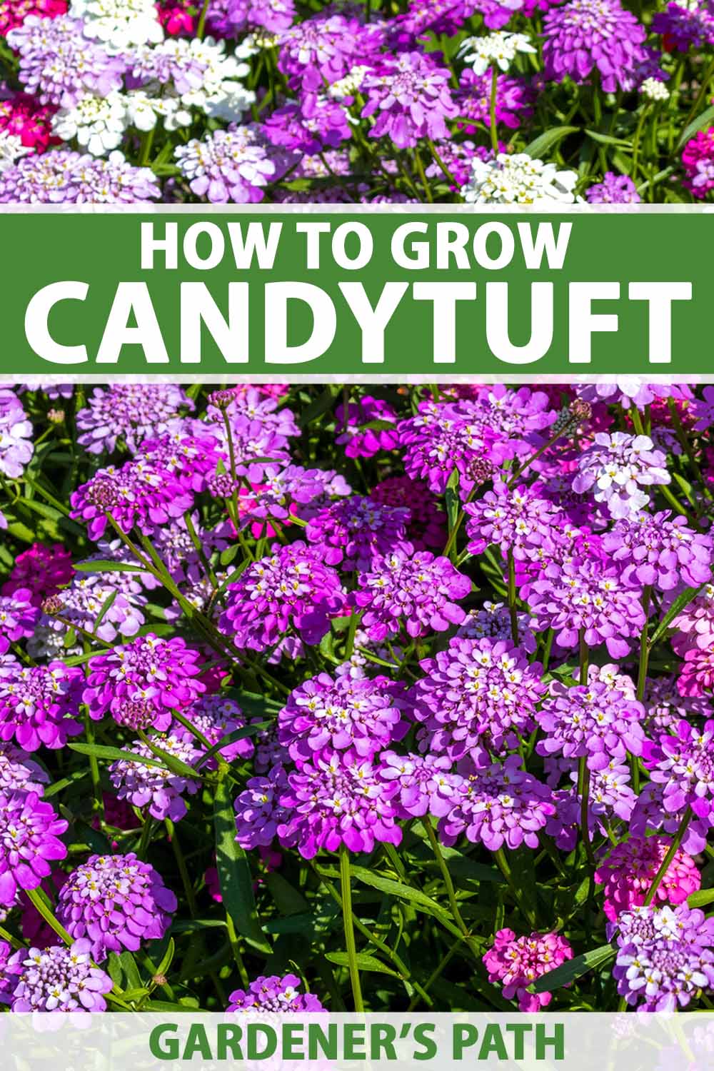 A close up vertical image of purple and pink candytuft flowers growing in the garden pictured in bright sunshine. To the top and bottom of the frame is green and white printed text.