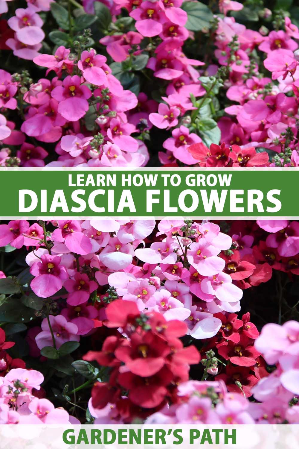 A close up vertical image of pink and red diascia growing in the landscape pictured in bright sunshine. To the center and bottom of the frame is green and white printed text.