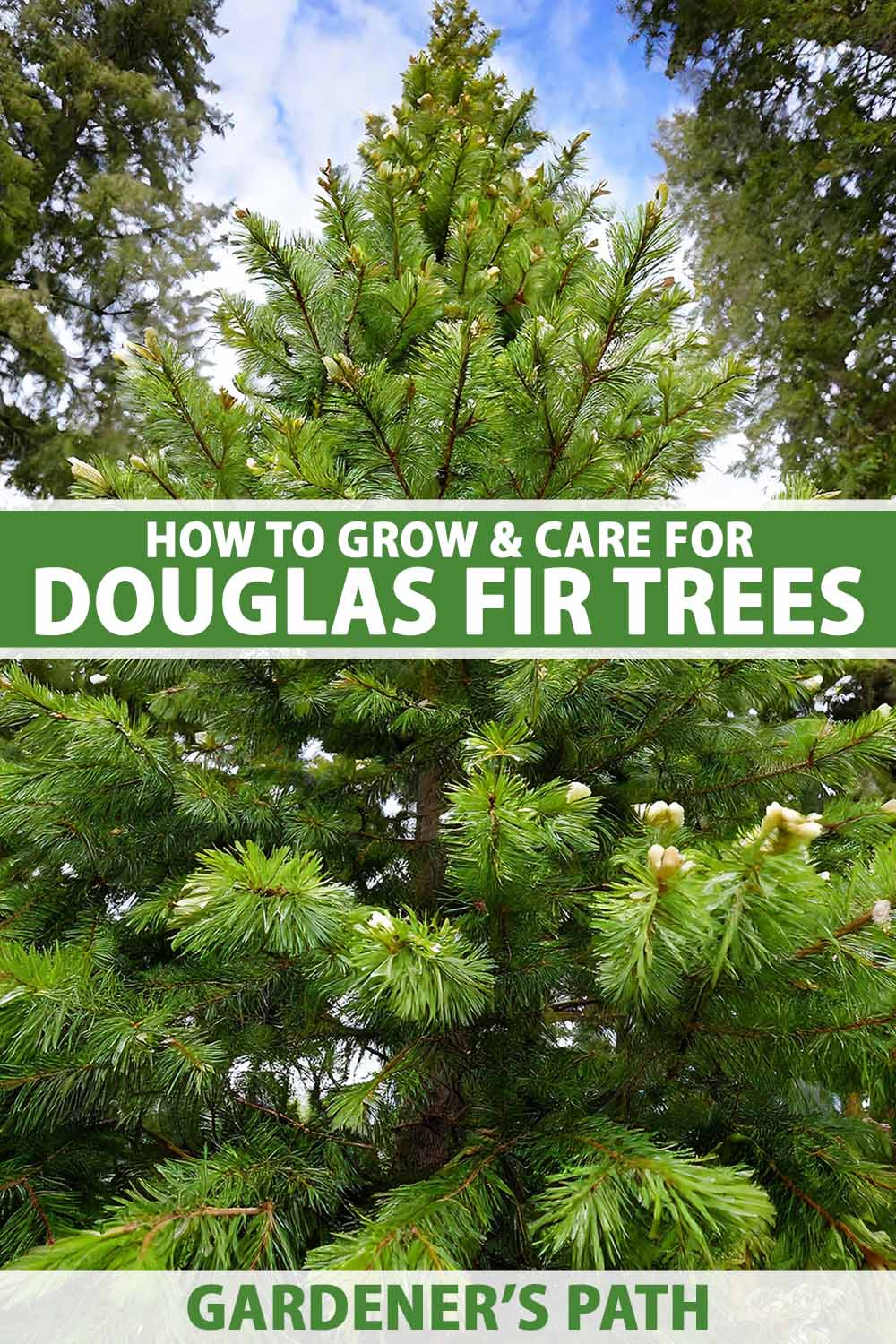 A vertical image of a Douglas fir tree aka Oregon pine growing wild. To the center and bottom of the frame is green and white printed text.