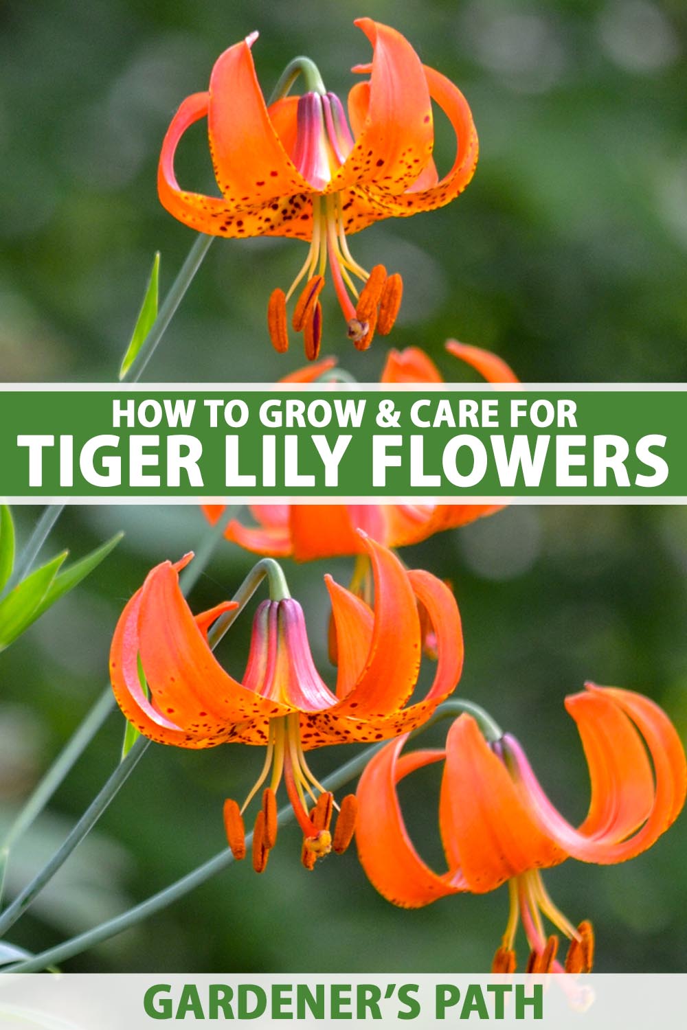 A close up vertical image of tiger lily (Lilium lancifolium) flowers growing in the garden pictured on a soft focus background. To the center and bottom of the frame is green and white printed text.