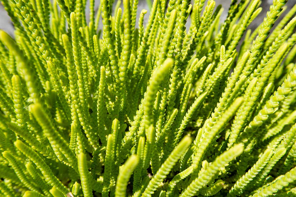 A close up horizontal image of the foliage of watch chain crassula aka rattail, a succulent growing in a pot pictured in bright sunshine.