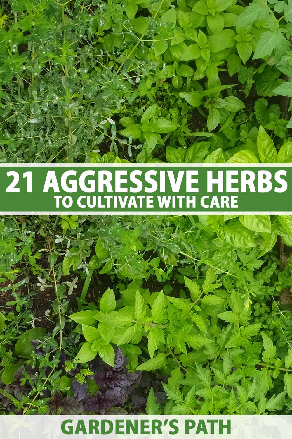 A close up vertical image of a herb garden with a variety of species. To the center and bottom of the frame is green and white printed text.