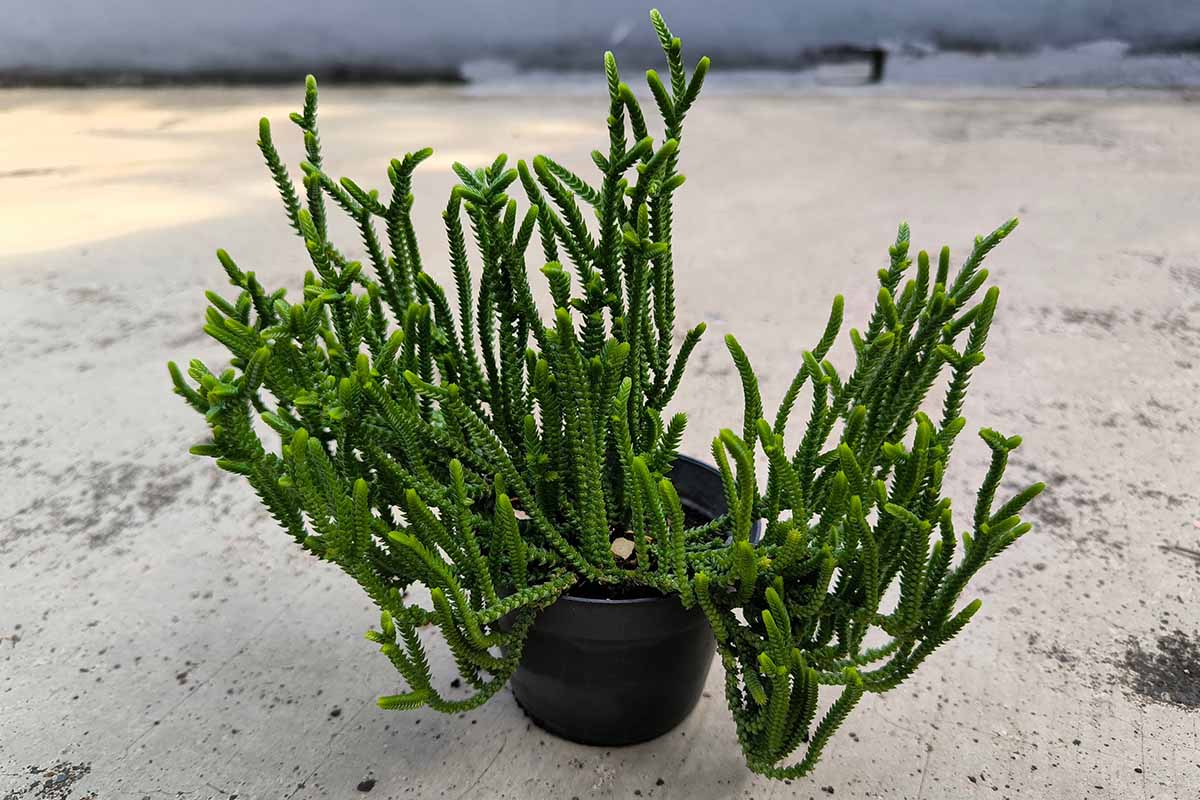 A close up horizontal image of a large watch chain crassula in a black plastic pot set on concrete surface outdoors.