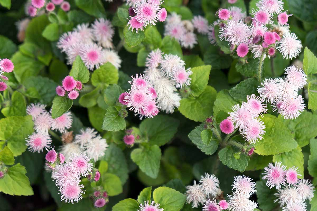 A close up horizontal image of light pink floss flowers growing in the garden.