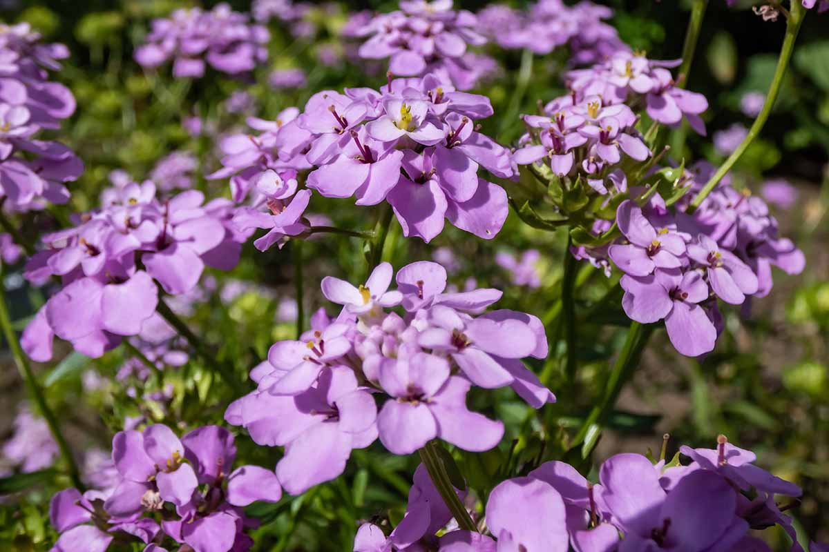 A close up horizontal image of light purple candytuft flowers growing in the garden pictured in bright sunshine.