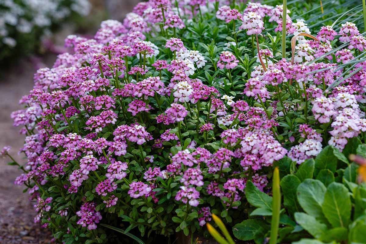 A close up horizontal image of a candytuft shrub with pink and white flowers growing in a garden border.