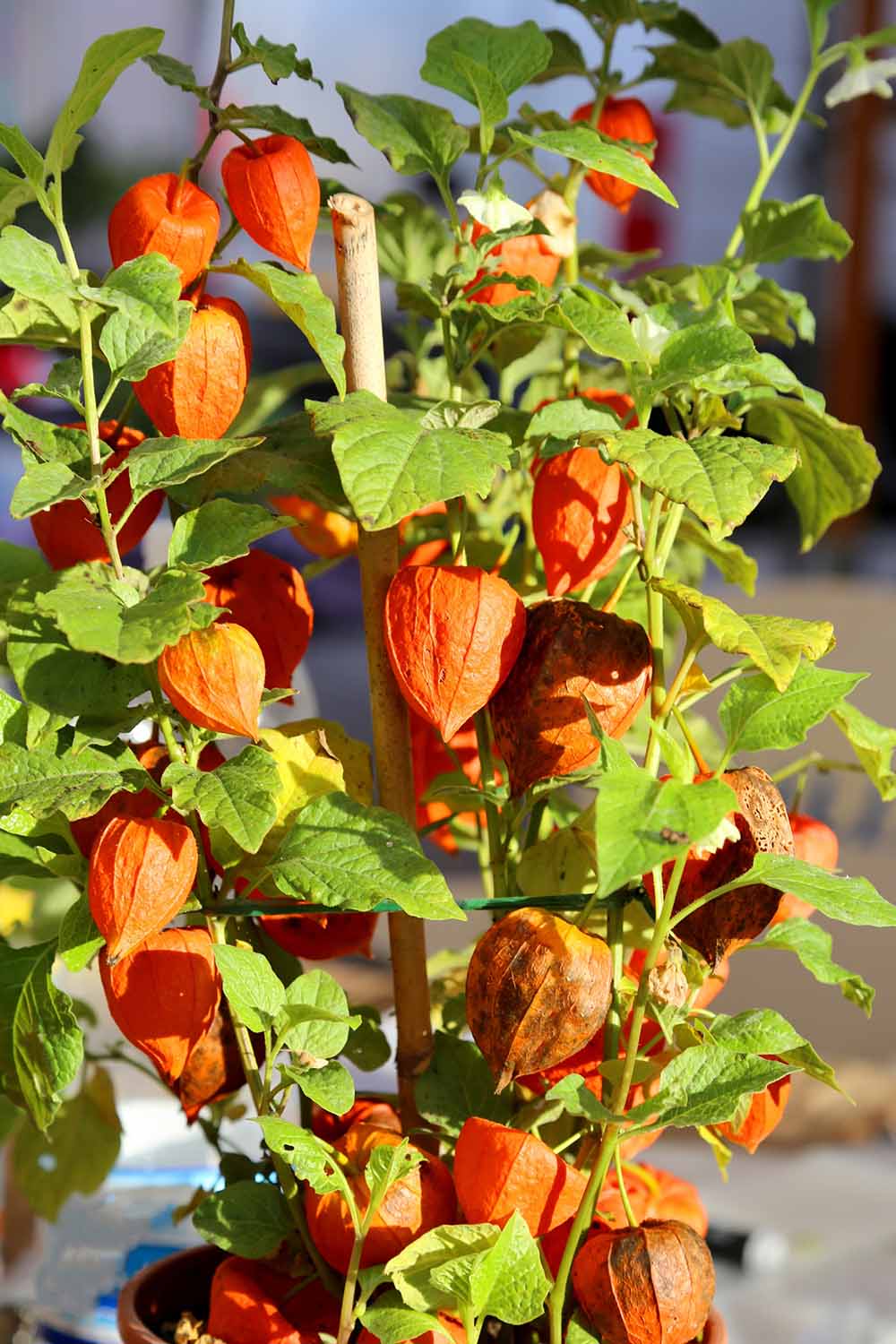 A close up vertical image of a Chinese lantern (Alkekengi officinarum) growing in a container outdoors pictured in bright sunshine.