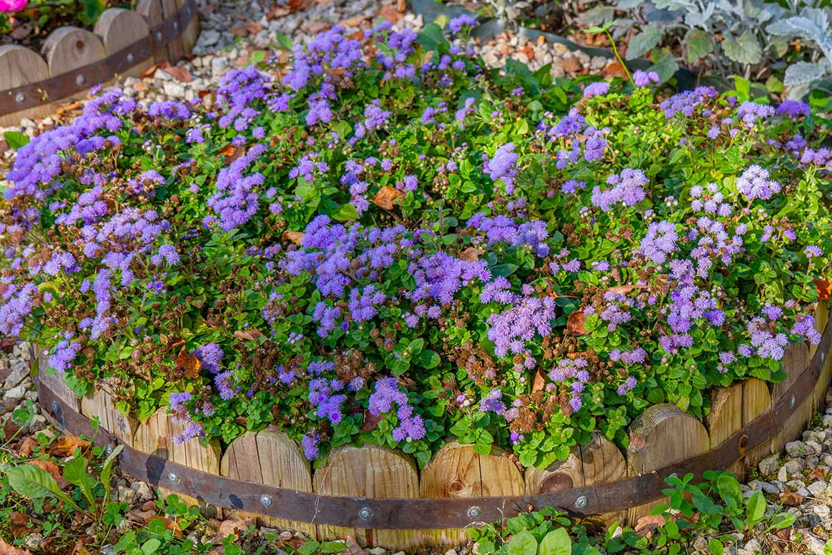 A close up horizontal image of a circular raised bed filled with blue ageratum flowers.