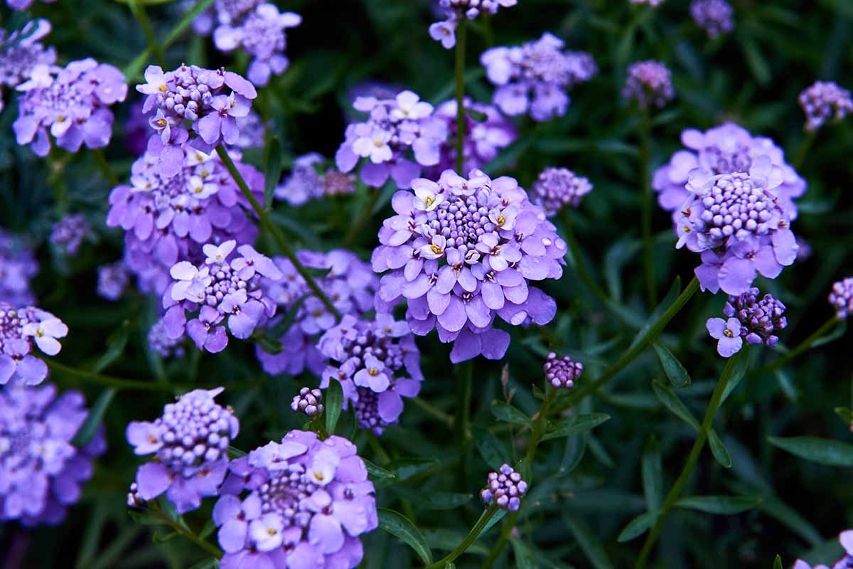 A close up horizontal image of purple candytuft flowers growing in the garden.