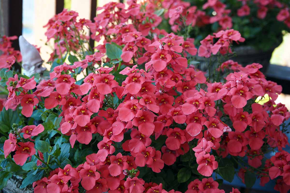 A close up horizontal image of bright red diascia in full bloom in a pot on a deck.