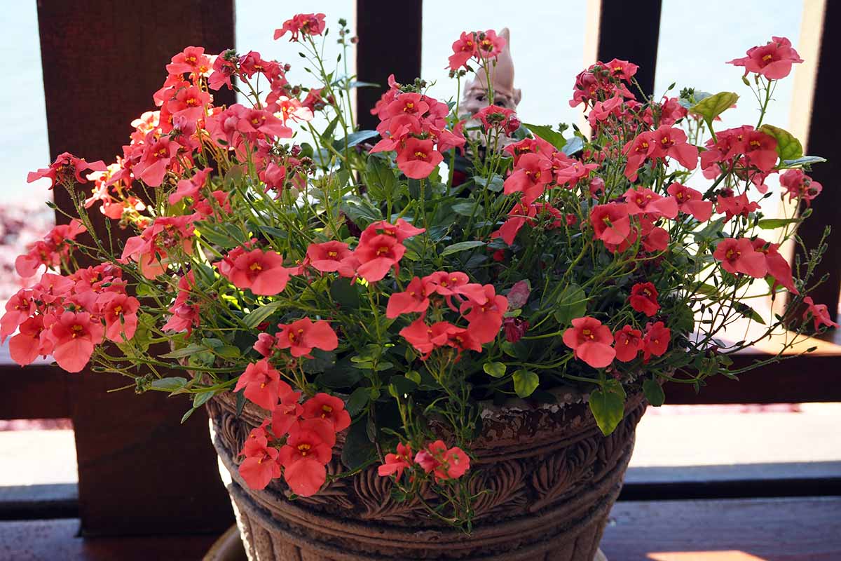 A close up horizontal image of potted bright red diascia flowers growing on the edge of a deck.