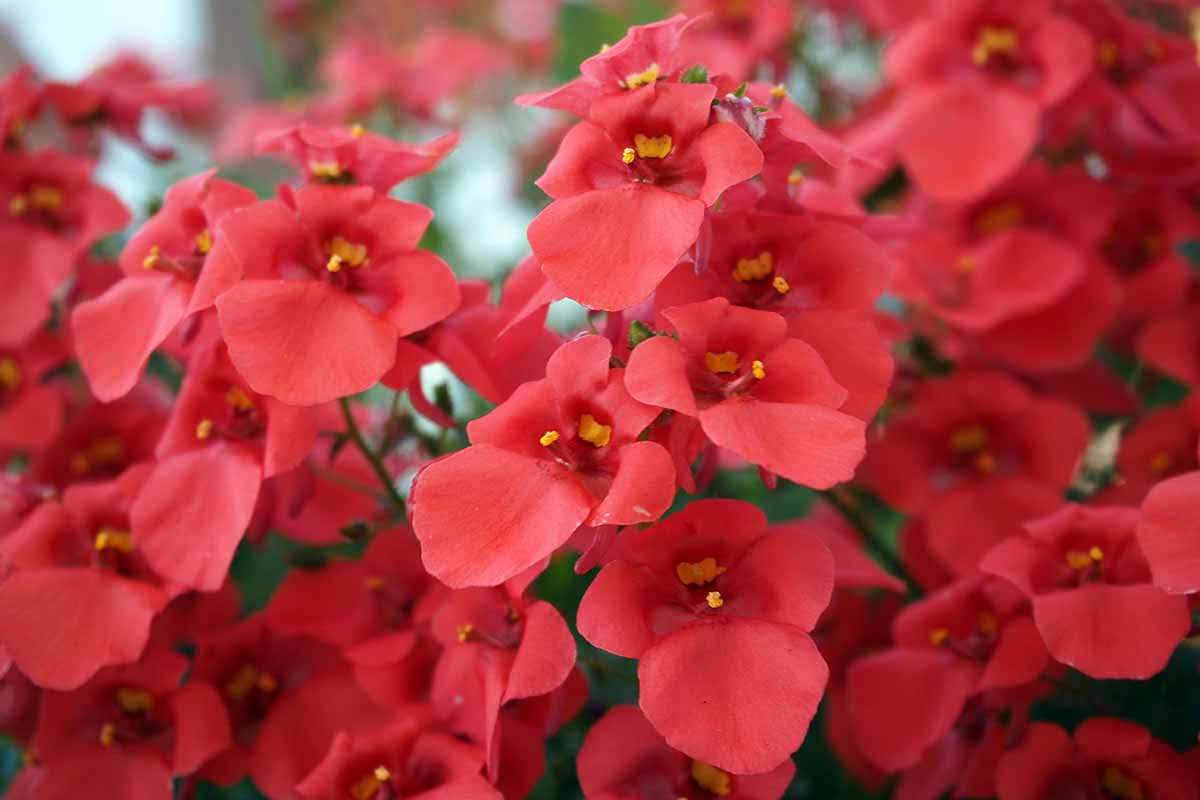A close up horizontal image of vibrant red diascia in full bloom.