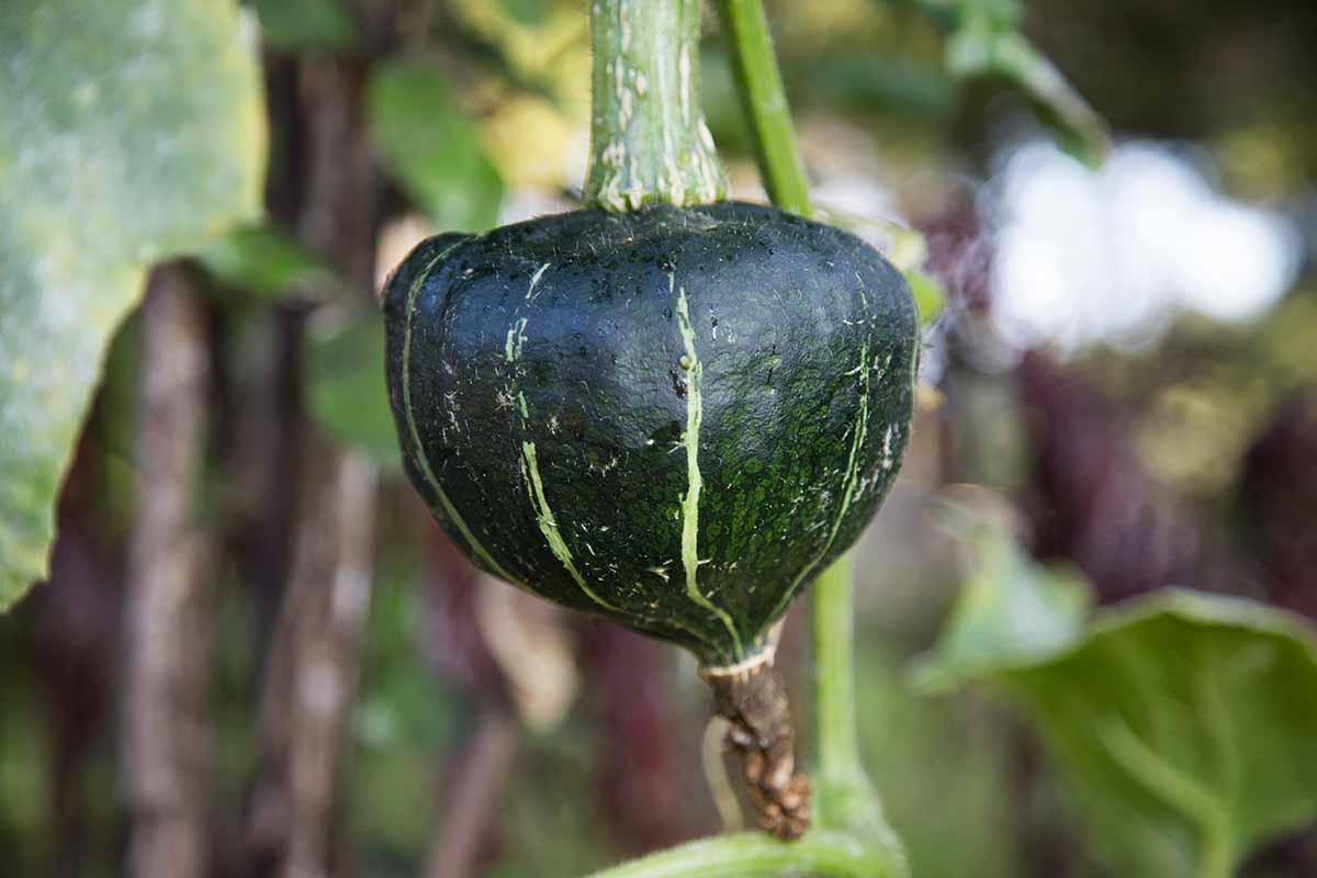 A close up horizontal image of a developing buttercup squash fruit on the vine pictured on a soft focus background.