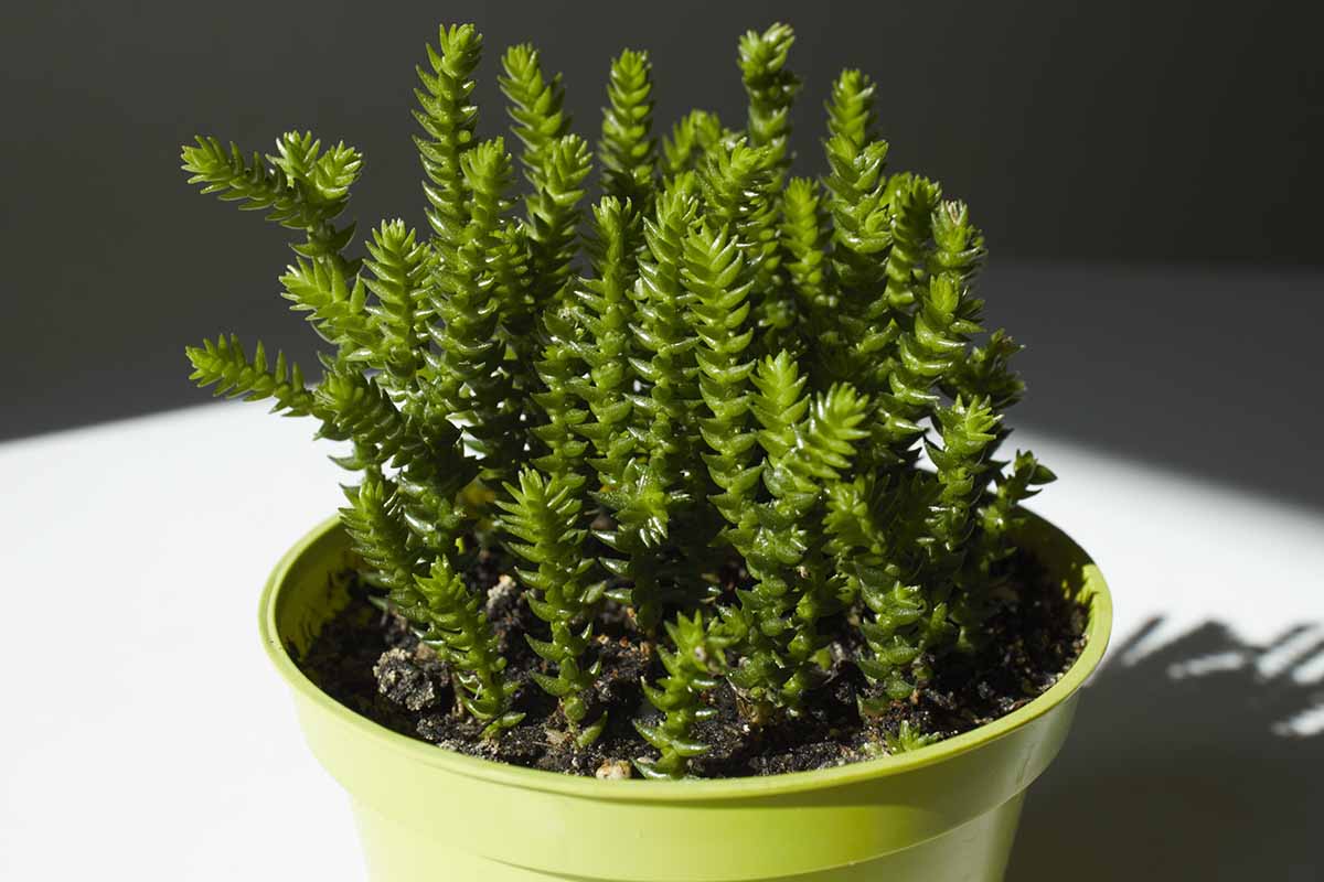 A close up horizontal image of a small Crassula muscosa growing in a bright green pot indoors.