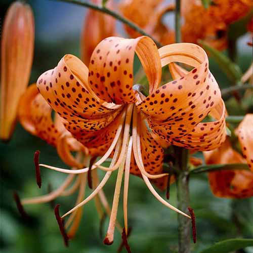 A square image of 'Splendens' flowers growing in the garden pictured on a soft focus background.