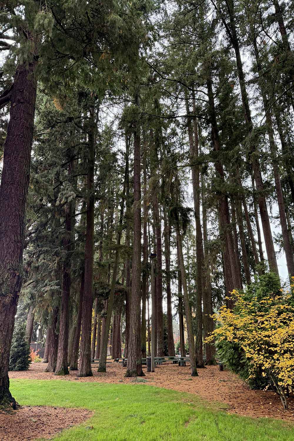 A vertical image of a stand of huge Douglas fir trees in the Pacific Northwest.