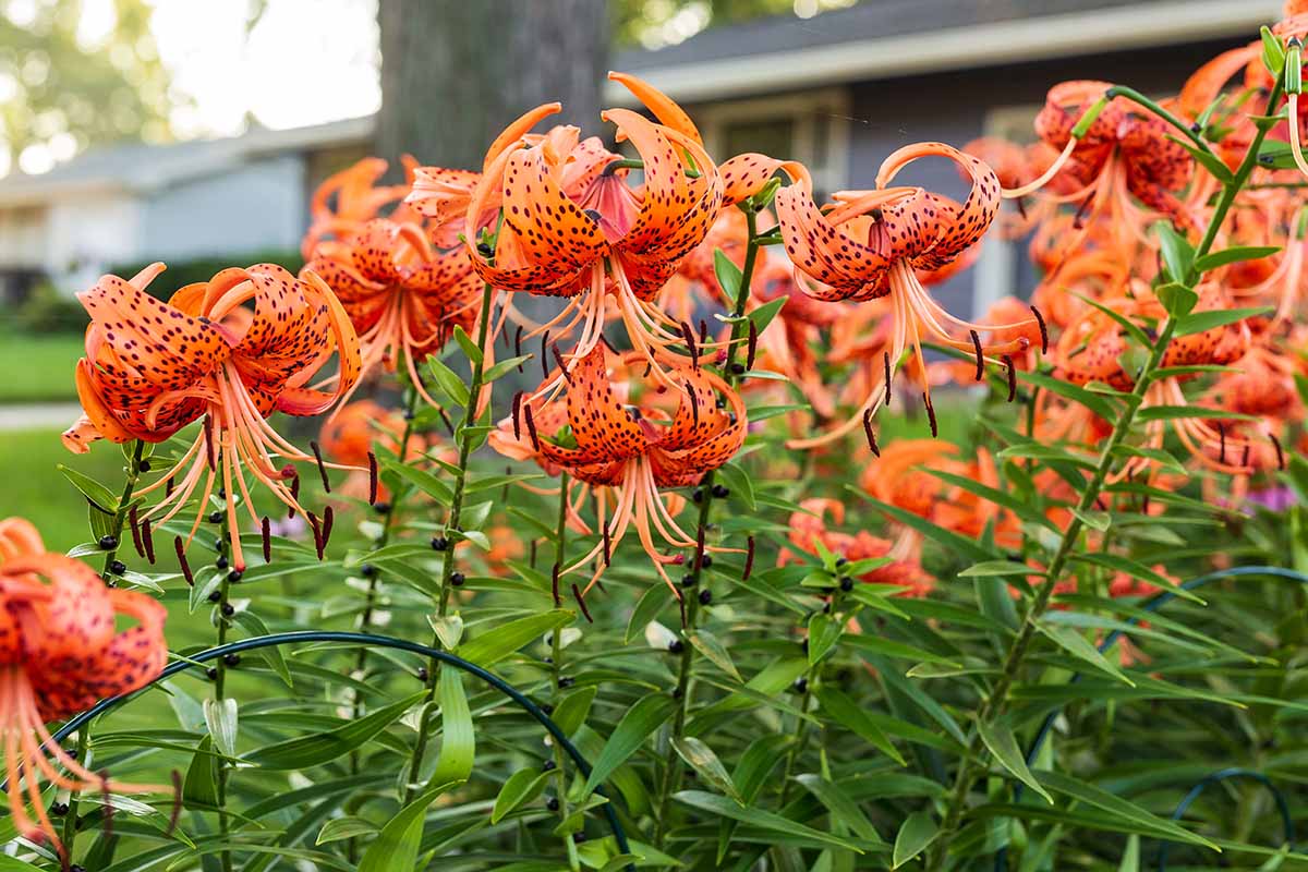 A horizontal image of a stand of tiger lilies growing outside a residence.