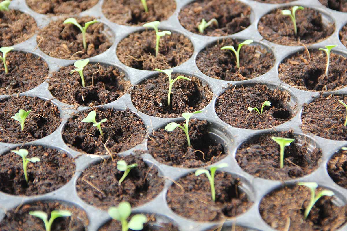 A close up horizontal image of seedlings pushing through the soil of starter cells.